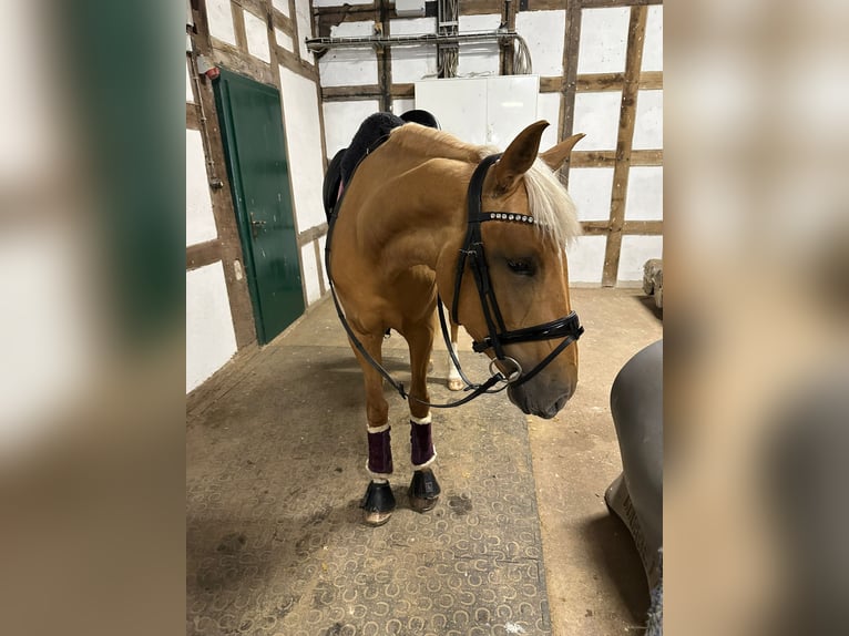 Lusitanos Stute 4 Jahre 155 cm Palomino in Gelsenkirchen
