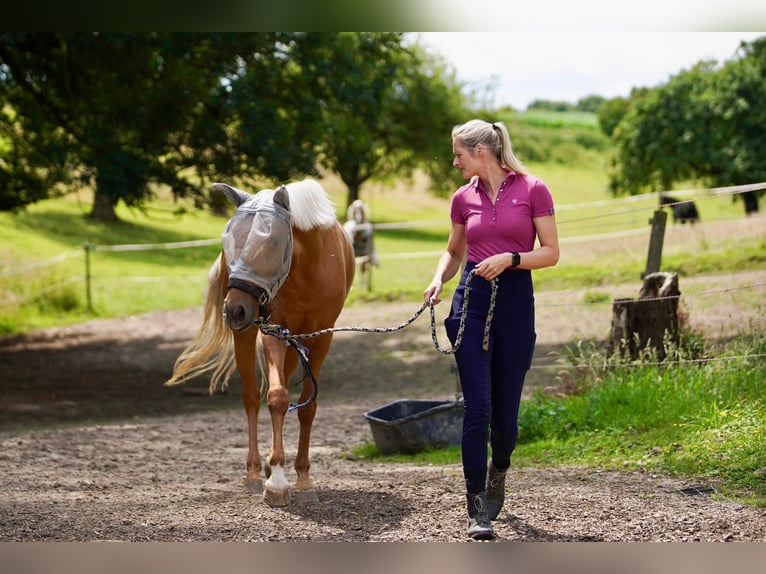 Lusitanos Stute 4 Jahre 155 cm Palomino in Gelsenkirchen