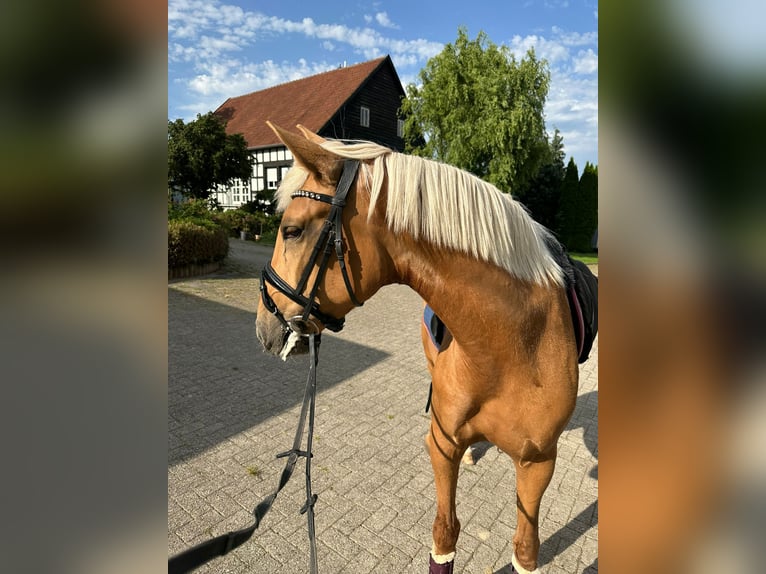 Lusitanos Stute 4 Jahre 155 cm Palomino in Gelsenkirchen