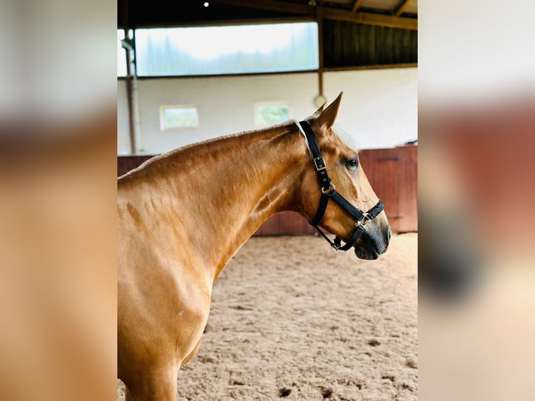 Lusitanos Stute 4 Jahre 155 cm Palomino in Gelsenkirchen