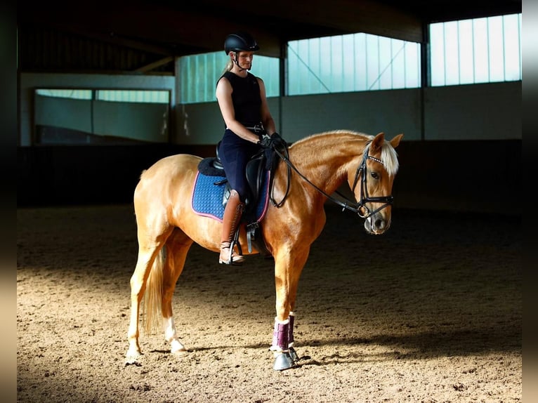 Lusitanos Stute 4 Jahre 155 cm Palomino in Gelsenkirchen