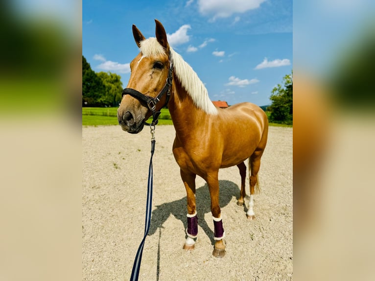 Lusitanos Stute 4 Jahre 155 cm Palomino in Gelsenkirchen