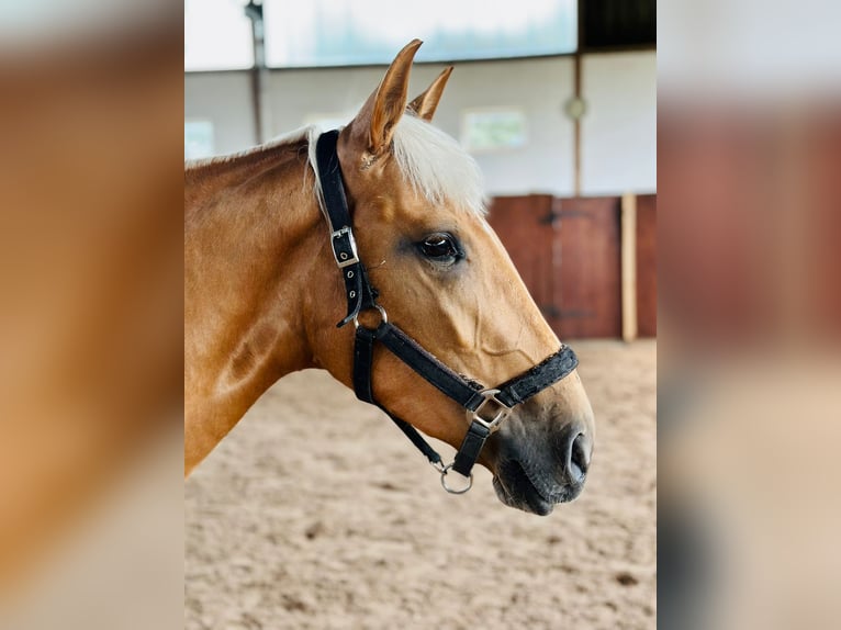 Lusitanos Stute 4 Jahre 155 cm Palomino in Gelsenkirchen