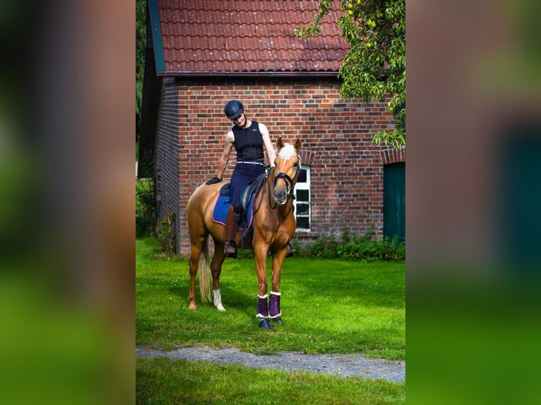 Lusitanos Stute 4 Jahre 155 cm Palomino in Gelsenkirchen