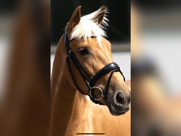 Lusitanos Stute 4 Jahre 155 cm Palomino in Gelsenkirchen