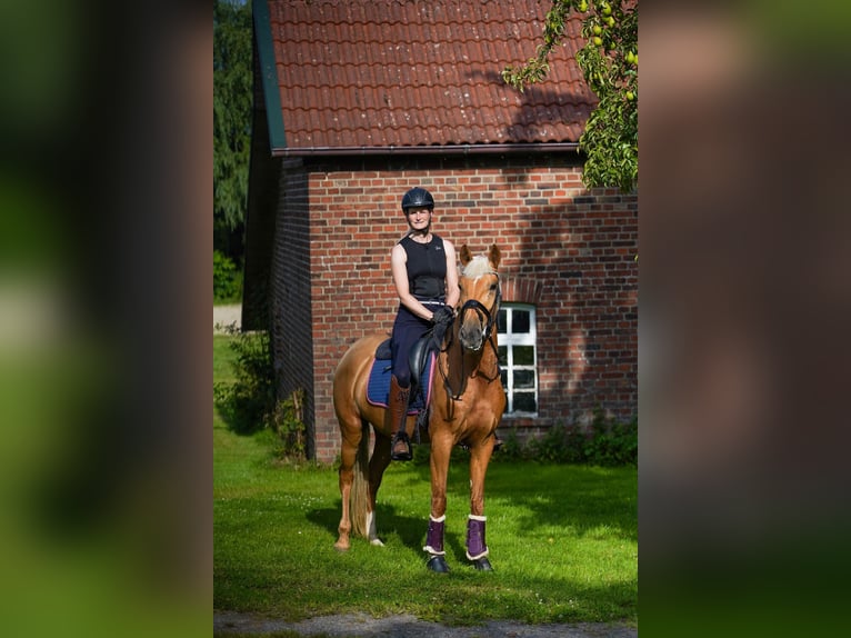 Lusitanos Stute 4 Jahre 155 cm Palomino in Gelsenkirchen