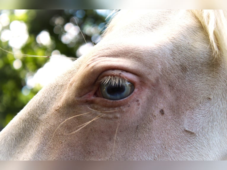 Lusitanos Stute 4 Jahre 155 cm Perlino in CAPTIEUX
