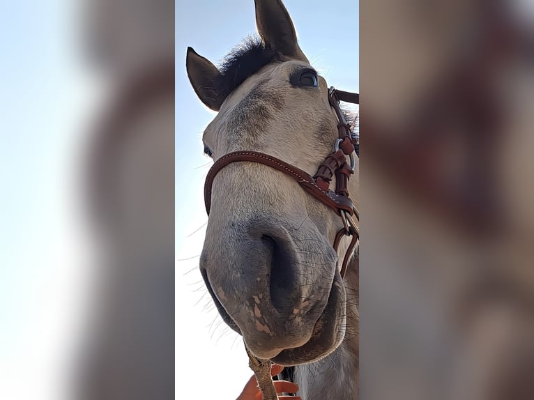 Lusitanos Stute 4 Jahre 155 cm Roan-Red in Kaltbrunn