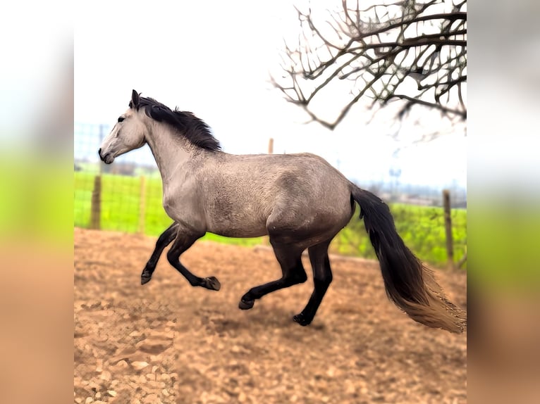 Lusitanos Stute 4 Jahre 155 cm Roan-Red in Kaltbrunn