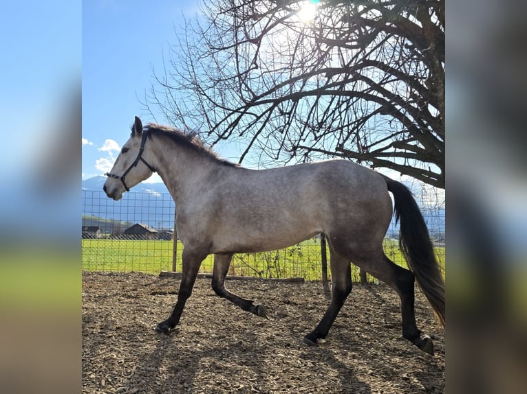 Lusitanos Stute 4 Jahre 155 cm Roan-Red in Kaltbrunn
