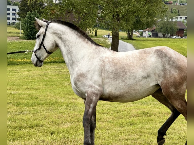 Lusitanos Stute 4 Jahre 155 cm Roan-Red in Kaltbrunn