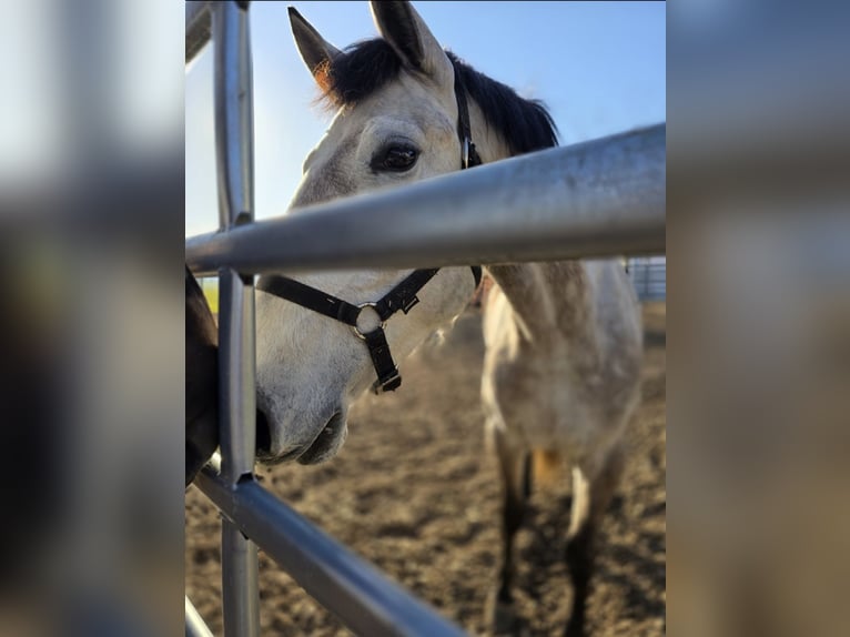 Lusitanos Stute 4 Jahre 155 cm Roan-Red in Kaltbrunn