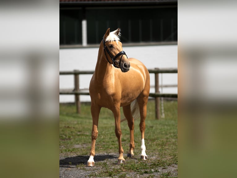 Lusitanos Stute 4 Jahre 156 cm Palomino in Melle