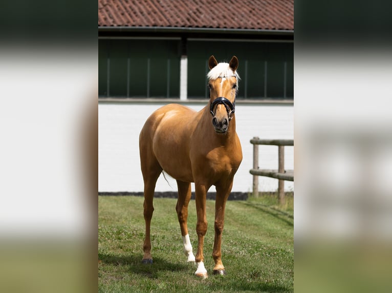 Lusitanos Stute 4 Jahre 156 cm Palomino in Melle