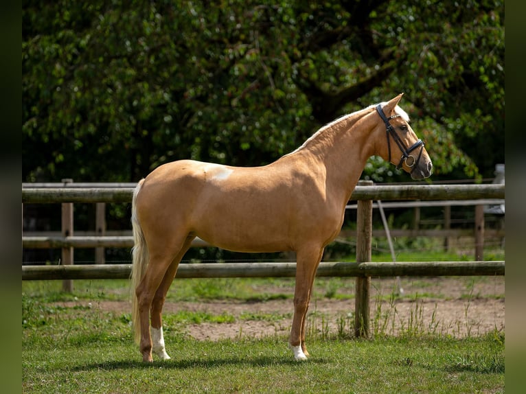Lusitanos Stute 4 Jahre 156 cm Palomino in Melle