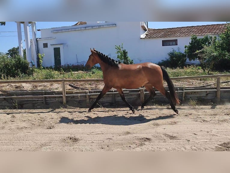 Lusitanos Stute 4 Jahre 156 cm Rotbrauner in Coruche
