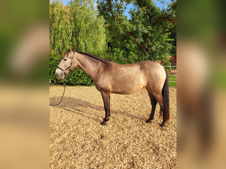Lusitanos Stute 4 Jahre 157 cm Falbe in Halle