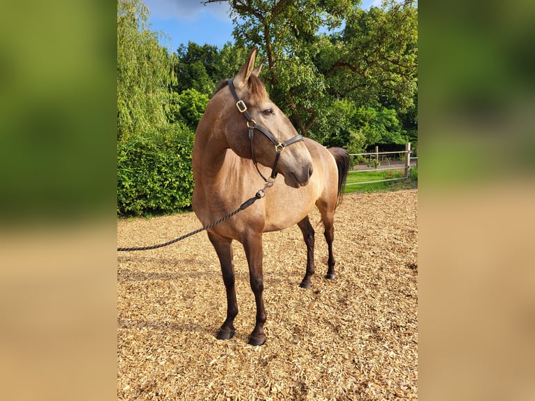 Lusitanos Stute 4 Jahre 157 cm Falbe in Halle