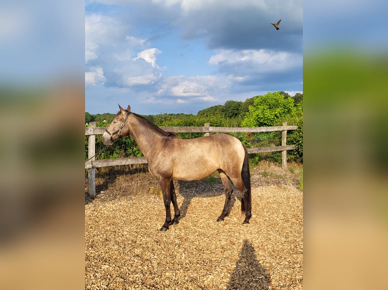Lusitanos Stute 4 Jahre 157 cm Falbe in Halle