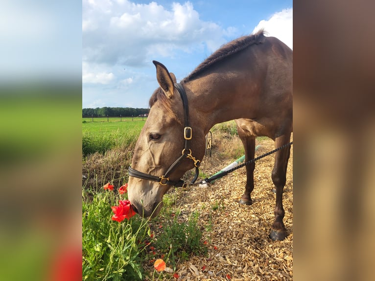 Lusitanos Stute 4 Jahre 157 cm Falbe in Halle