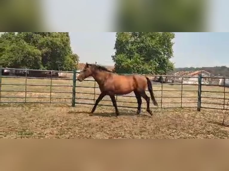 Lusitanos Stute 4 Jahre 158 cm Falbe in Branco