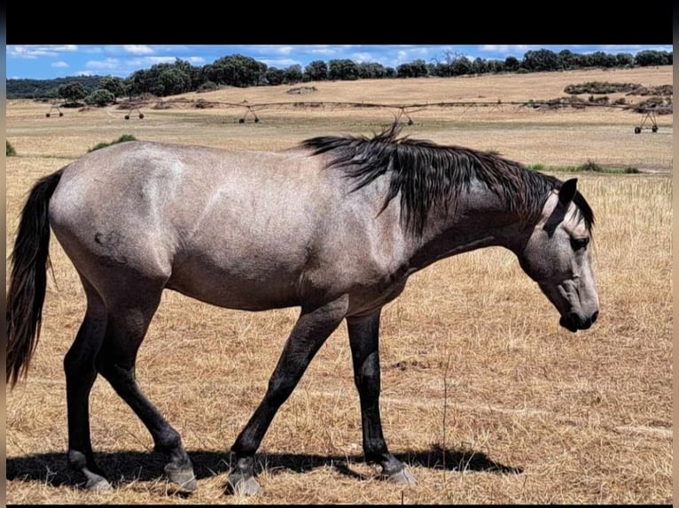 Lusitanos Stute 4 Jahre 158 cm Falbe in Branco