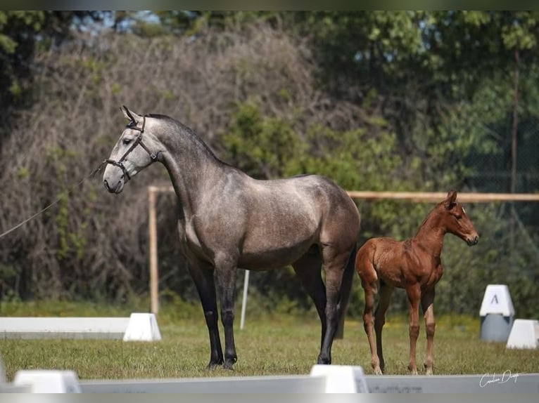 Lusitanos Stute 4 Jahre 158 cm Falbe in Branco