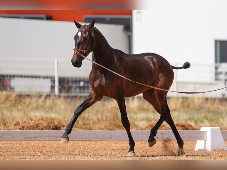 Lusitanos Stute 4 Jahre 158 cm Falbe in Branco