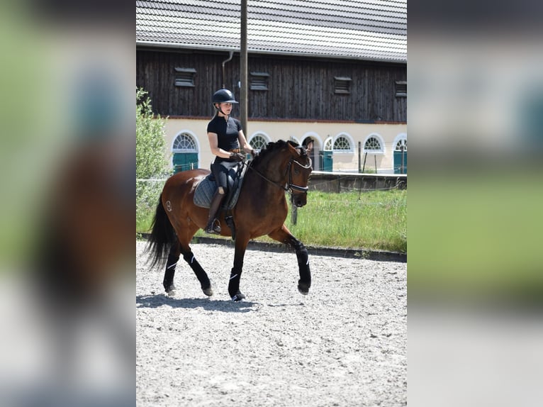 Lusitanos Stute 4 Jahre 160 cm Brauner in Weilheim in Oberbayern