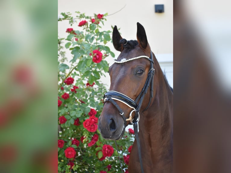 Lusitanos Stute 4 Jahre 160 cm Brauner in Weilheim in Oberbayern