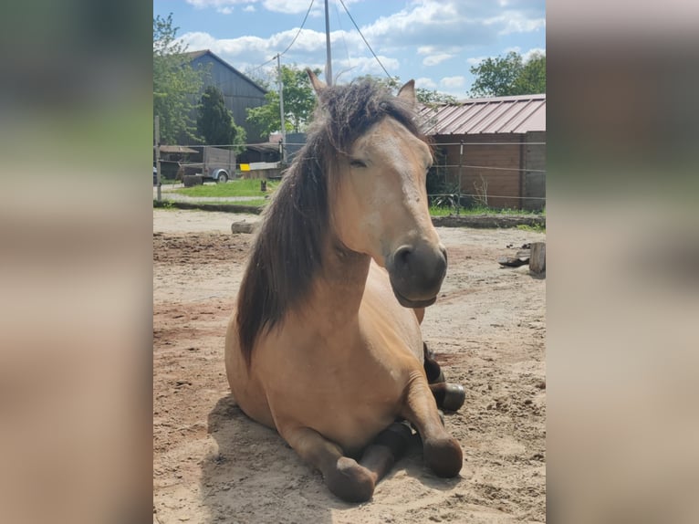 Lusitanos Stute 4 Jahre 161 cm Falbe in Willanzheim