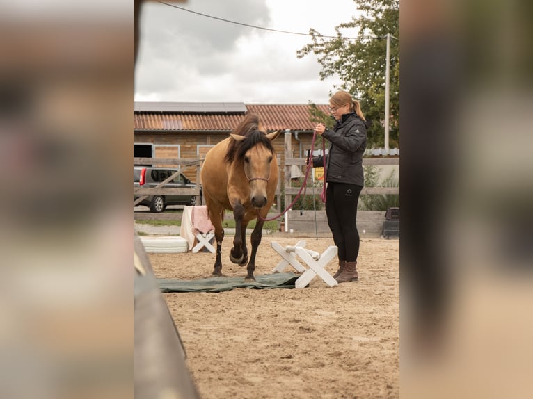 Lusitanos Stute 4 Jahre 161 cm Falbe in Willanzheim