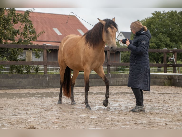 Lusitanos Stute 4 Jahre 161 cm Falbe in Willanzheim