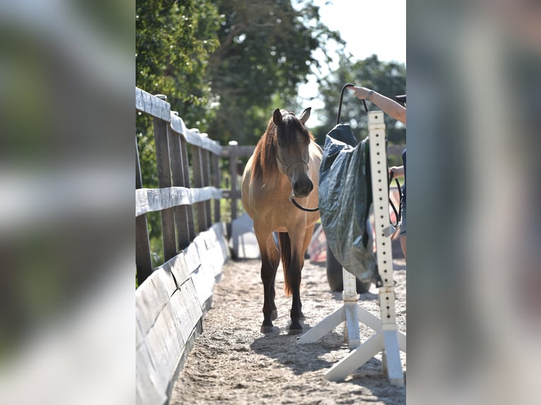 Lusitanos Stute 4 Jahre 161 cm Falbe in Willanzheim