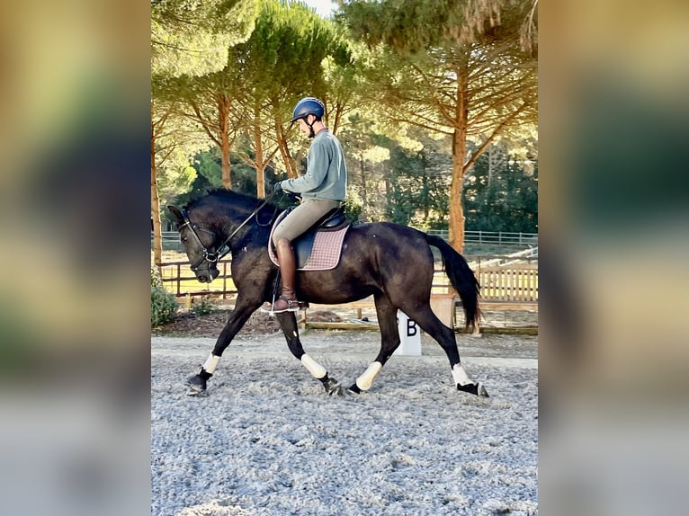 Lusitanos Stute 4 Jahre 161 cm Rappe in St. Estevao