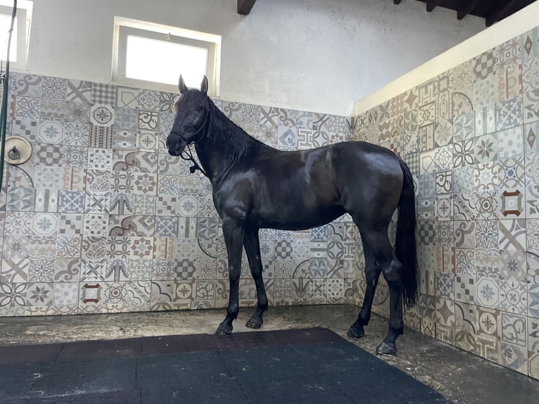 Lusitanos Stute 4 Jahre 162 cm Rappe in St.Estevao