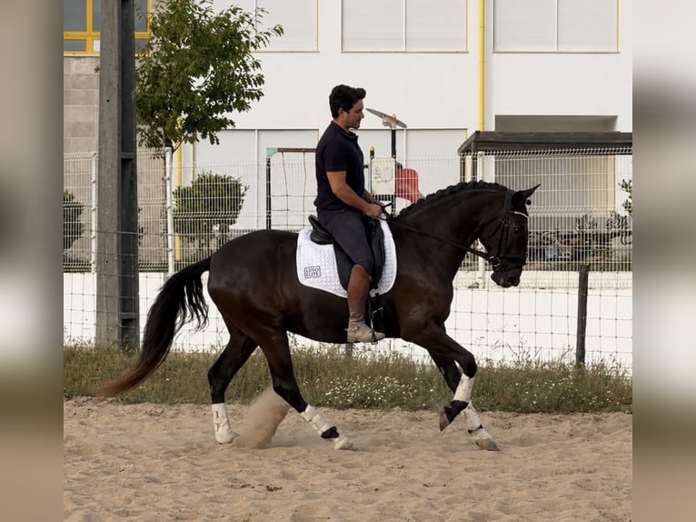 Lusitanos Stute 4 Jahre 162 cm Rappe in Caldas da Rainha
