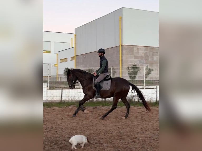 Lusitanos Stute 4 Jahre 162 cm Rappe in RIO MAIOR