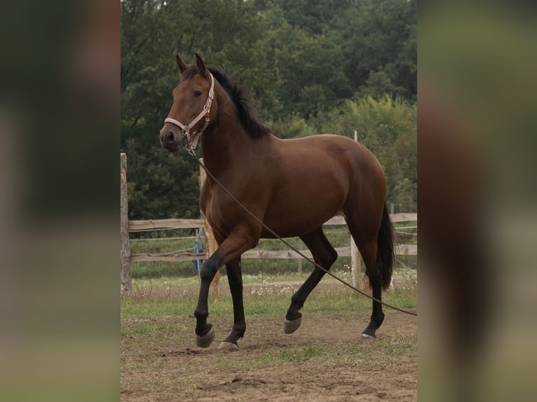 Lusitanos Stute 4 Jahre 164 cm Brauner in Thyrow