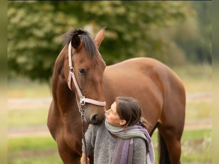Lusitanos Stute 4 Jahre 164 cm Brauner in Thyrow