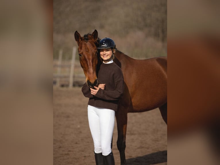 Lusitanos Stute 4 Jahre 164 cm Brauner in Thyrow