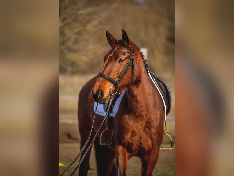 Lusitanos Stute 4 Jahre 164 cm Brauner in Thyrow