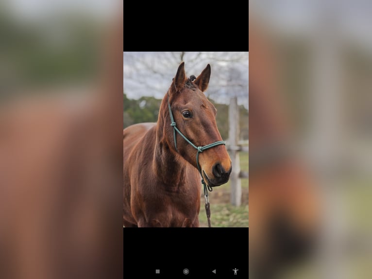 Lusitanos Stute 4 Jahre 164 cm Brauner in Thyrow