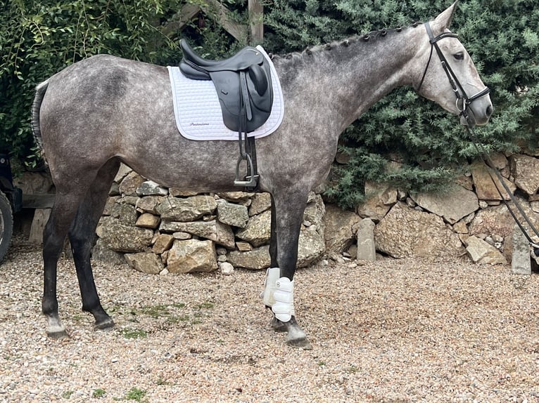 Lusitanos Stute 4 Jahre 164 cm Schimmel in EspirdoTizneros