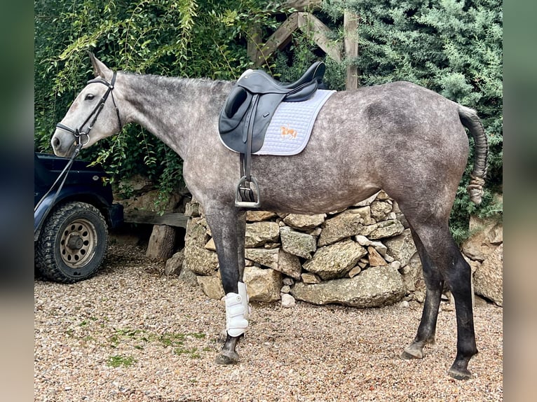 Lusitanos Stute 4 Jahre 164 cm Schimmel in EspirdoTizneros
