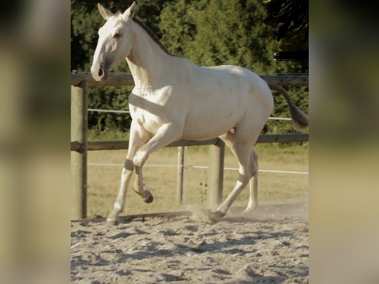 Lusitanos Stute 4 Jahre 166 cm Cremello in Borgo Podgora