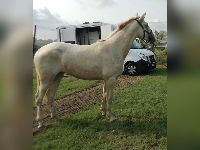 Lusitanos Stute 4 Jahre 166 cm Cremello in Borgo Podgora