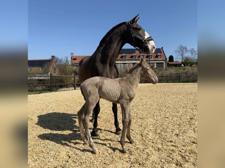 Lusitanos Stute 4 Jahre 166 cm Cremello in Borgo Podgora