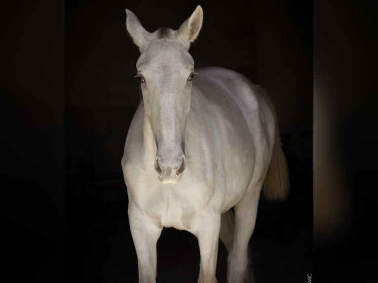 Lusitanos Stute 4 Jahre 166 cm Cremello in Borgo Podgora
