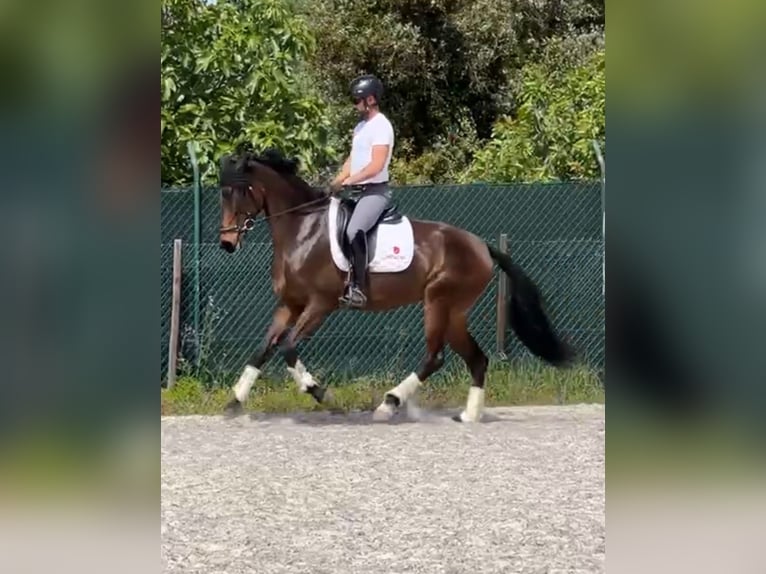 Lusitanos Stute 4 Jahre 168 cm Brauner in São bras de Alportel